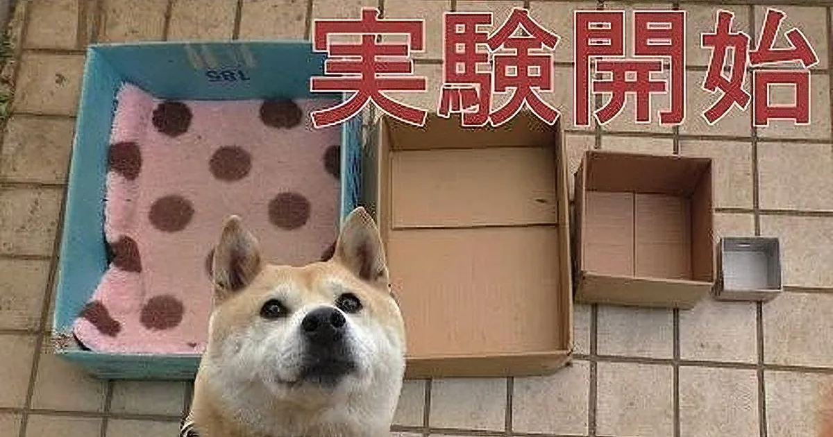 A Shiba Inu dog is in front of a cardboard box with a pink polka dot blanket inside, and Japanese text "実験開始" (Experiment...