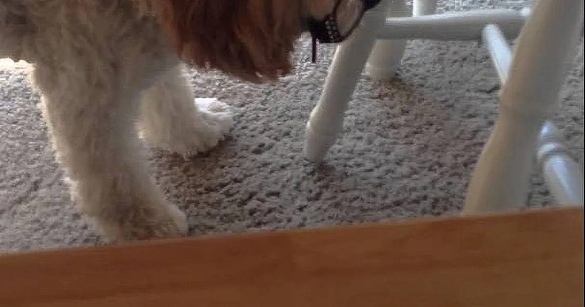 This Dogs Wants to Learn to Read so Bad, He Even Puts on His Dad''s Glasses! LOL
