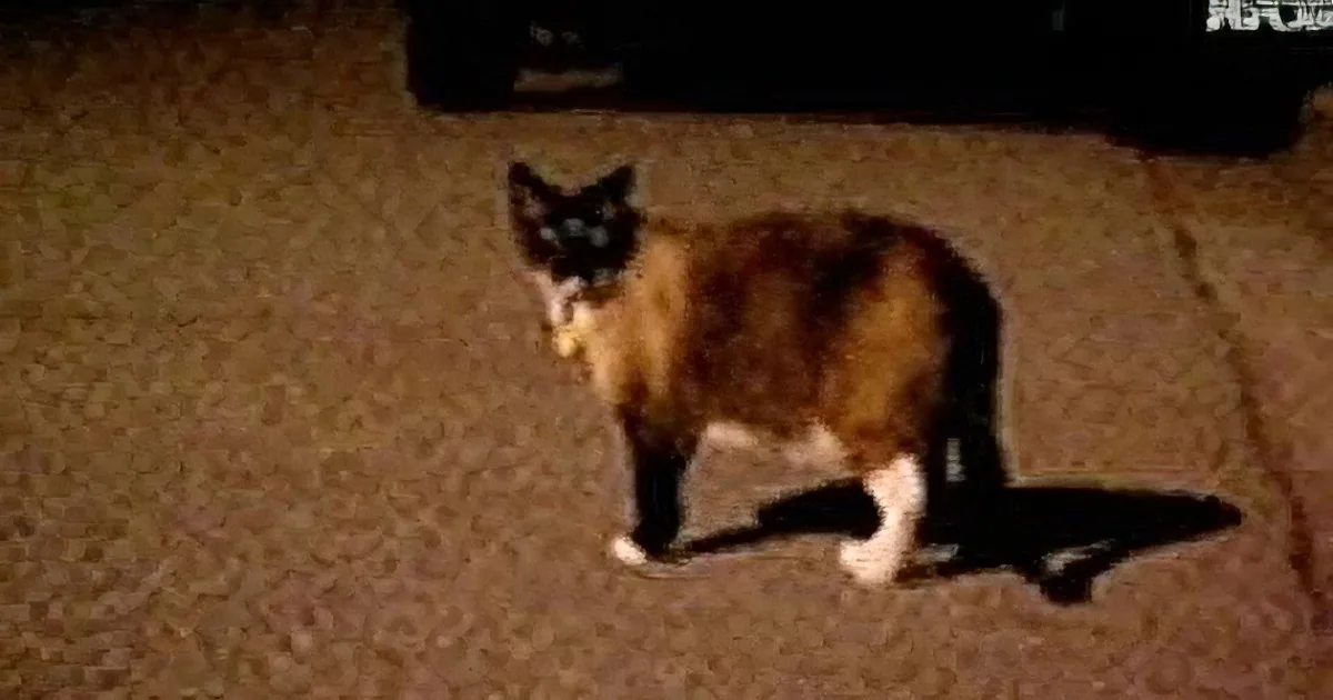 A Siamese cat with a dark face and light body stands on a dark surface, casting a shadow.