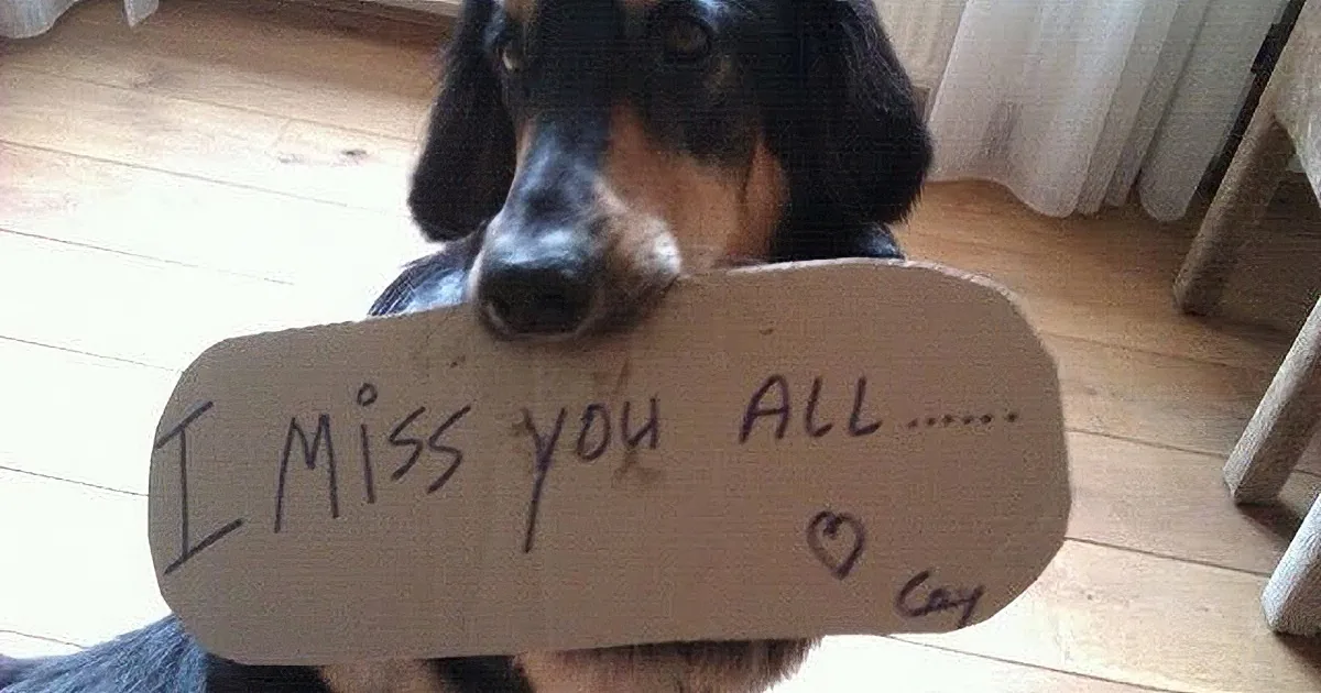 Cute Dog Gets Filled With Joy When She Reunites With Her Human Mother! Aww