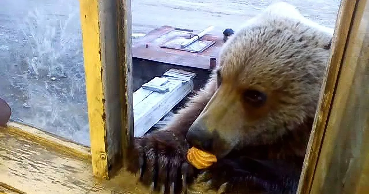 A Huge Wild Brown Bear Breaks out of Character and Asks for Food in the Most Polite Way!