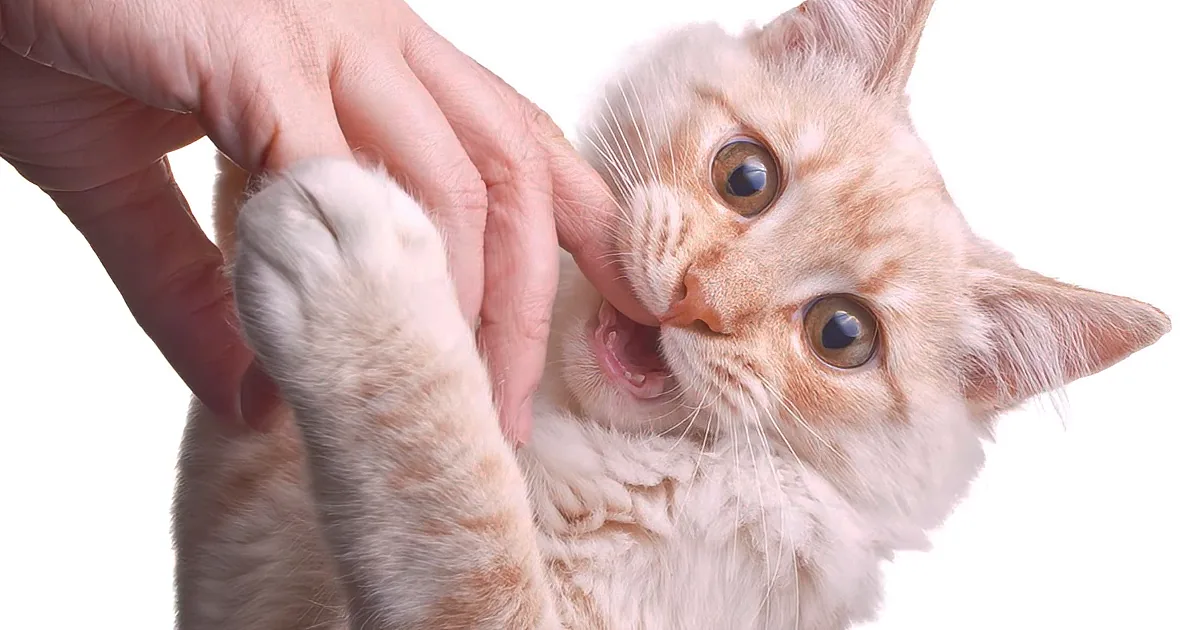 You Better Watch out for This Problem Before Stressing out Your Cat Too Much!