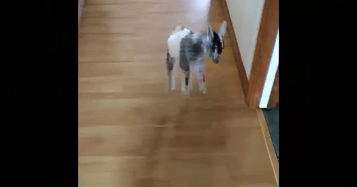 A Baby Goat Skips Happily on a Hallway, He Will Make Your Entire Week in a Few Seconds!
