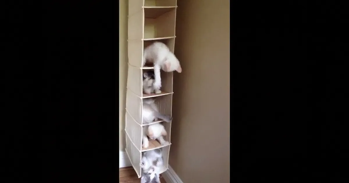 A white cat is climbing down a multi-tiered hanging shoe organizer.