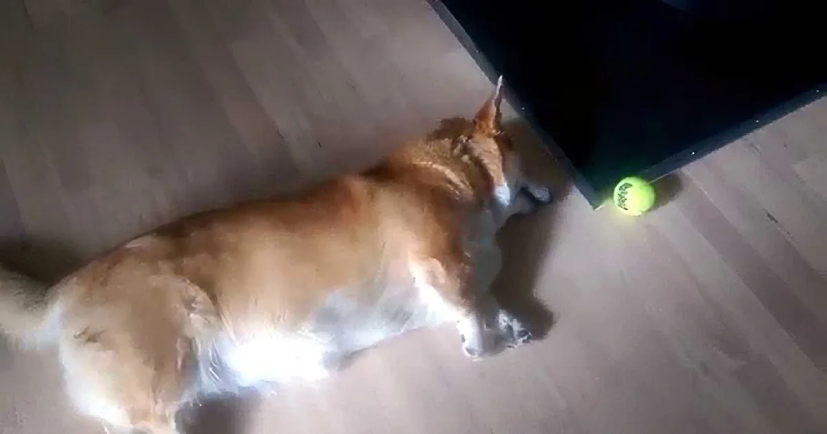 Lazy Corgi Plays With His Tennis Ball While Staying on the Same Spot!