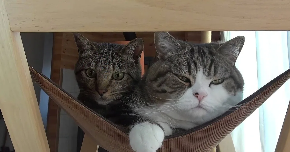 Maru and Hana Share a Hammock With Hilarious Results!