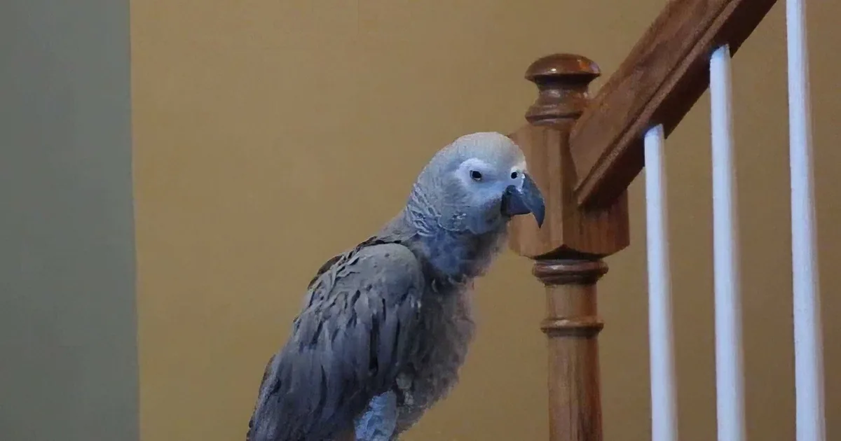 This Parrot Has Learnt a Popular Theme Song That Will Definitely Crack You Up!