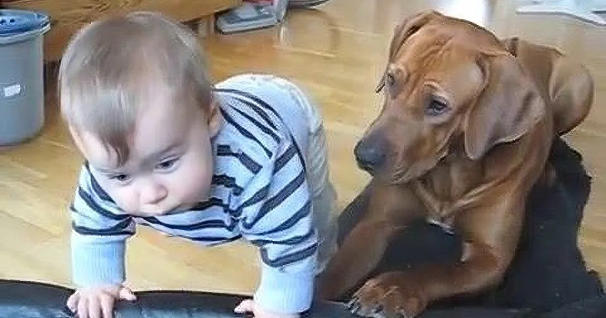 When This Dog Sees the Baby Trying to Crawl Into the Dog''s Bed Her Reaction Is Priceless!