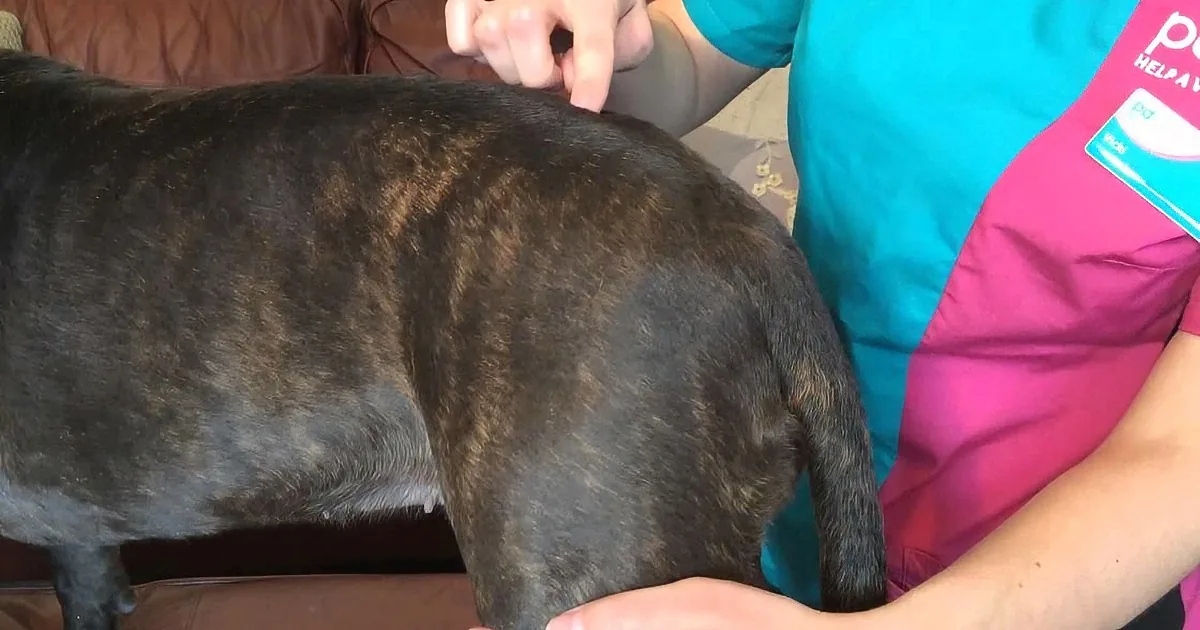 A person in teal and pink scrubs is examining a brindle dog's back.