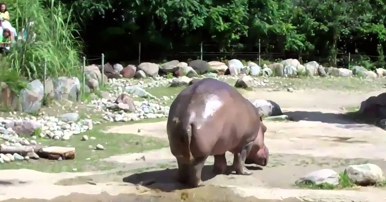 Two hippos stand on rocky terrain near water, surrounded by greenery and rocks.