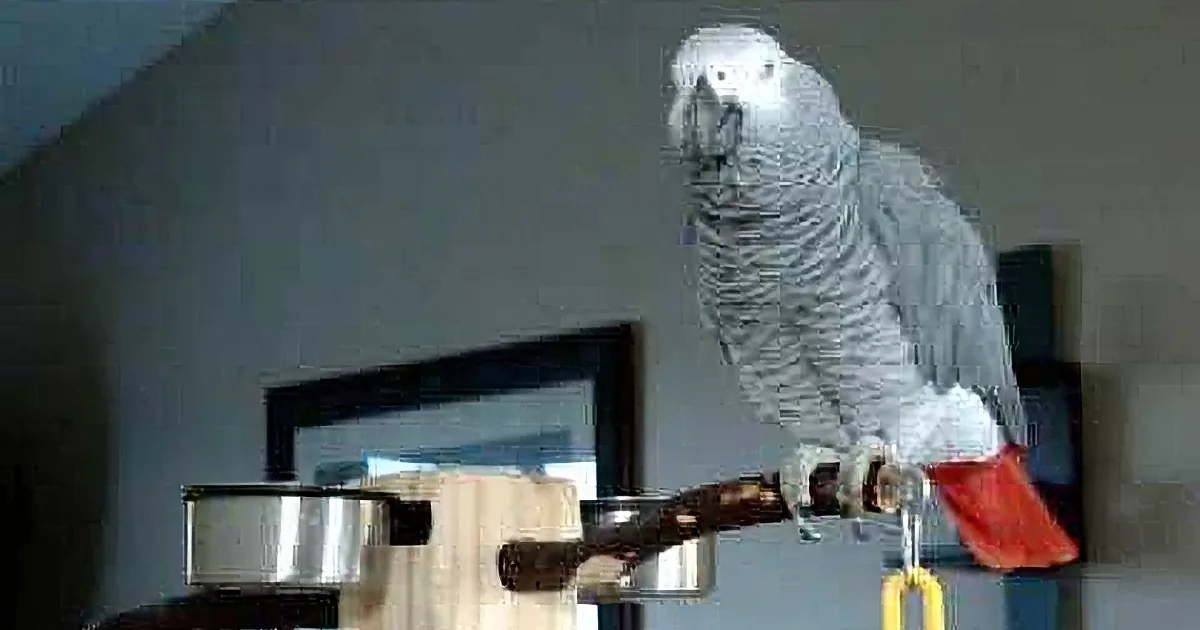 This Parrot Relays a Phone Conversation That He Heard His Owner Make!