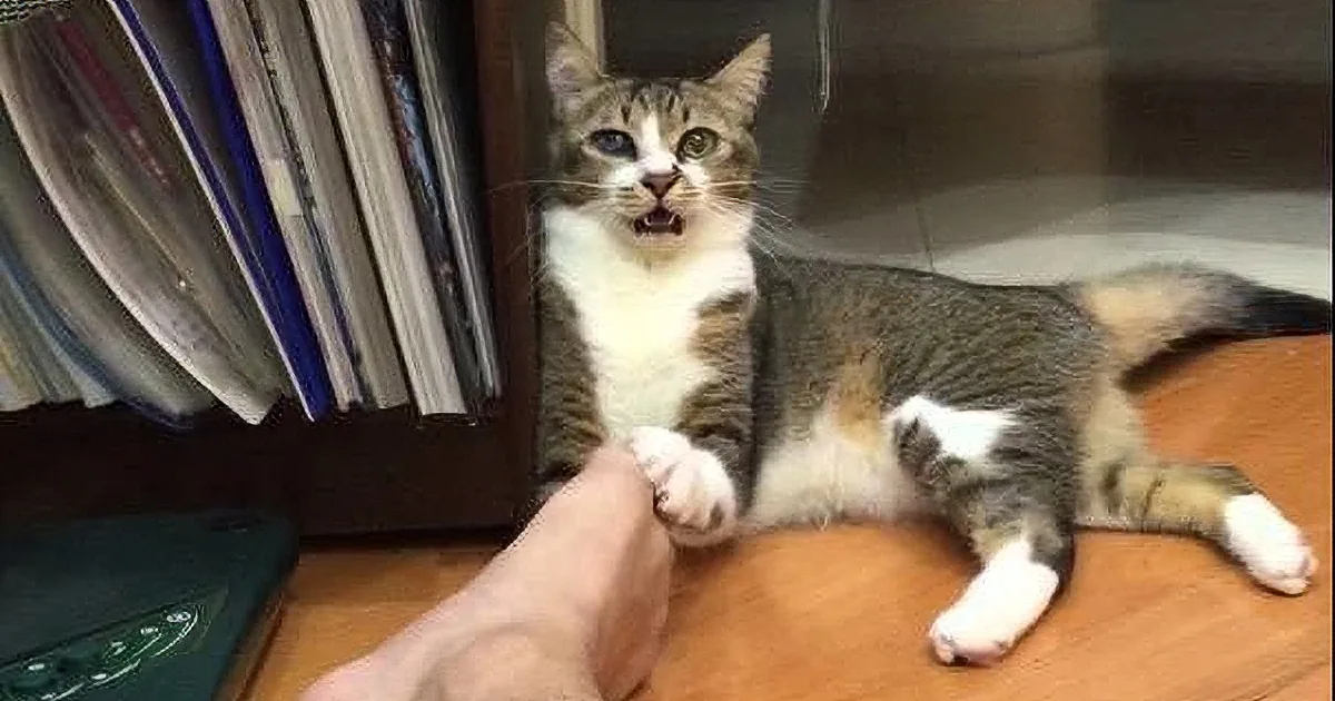 A cat with a surprised expression is lying on a wooden floor, with a person's foot nearby.