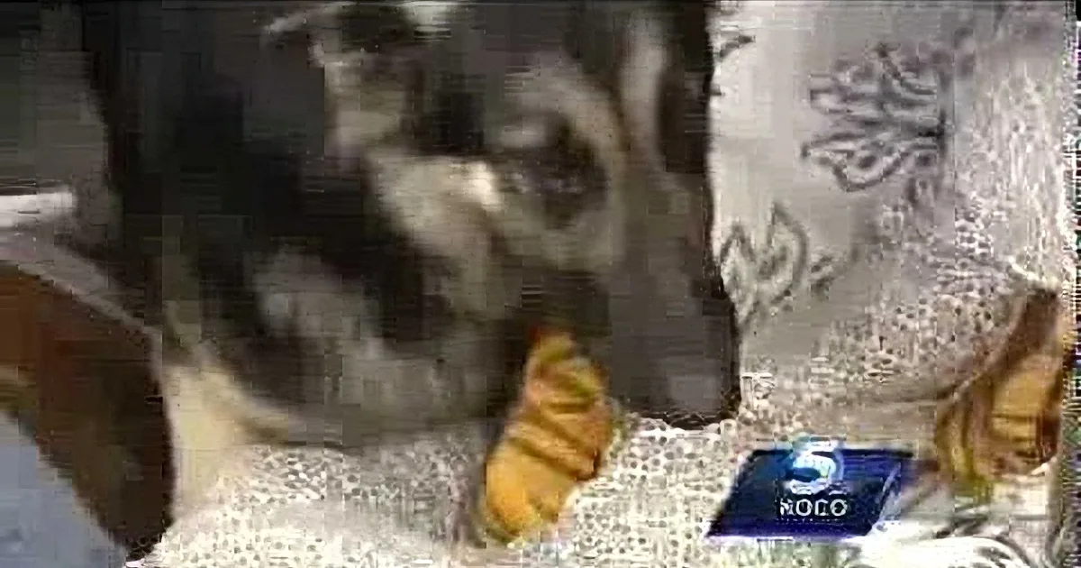 This Brave Soldier Rescued a Dog That Had Been Run Over, Right From the Side of the Road!