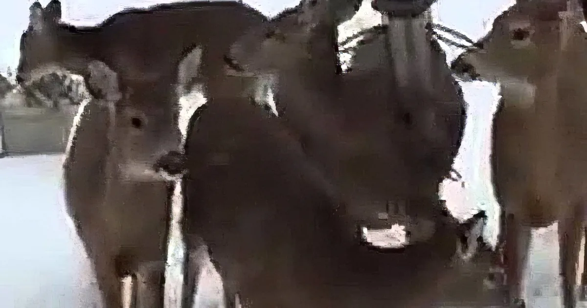 They Saw Six Deer Gathered Around Their Window. You''ll Laugh out Loud at What Happens Next!