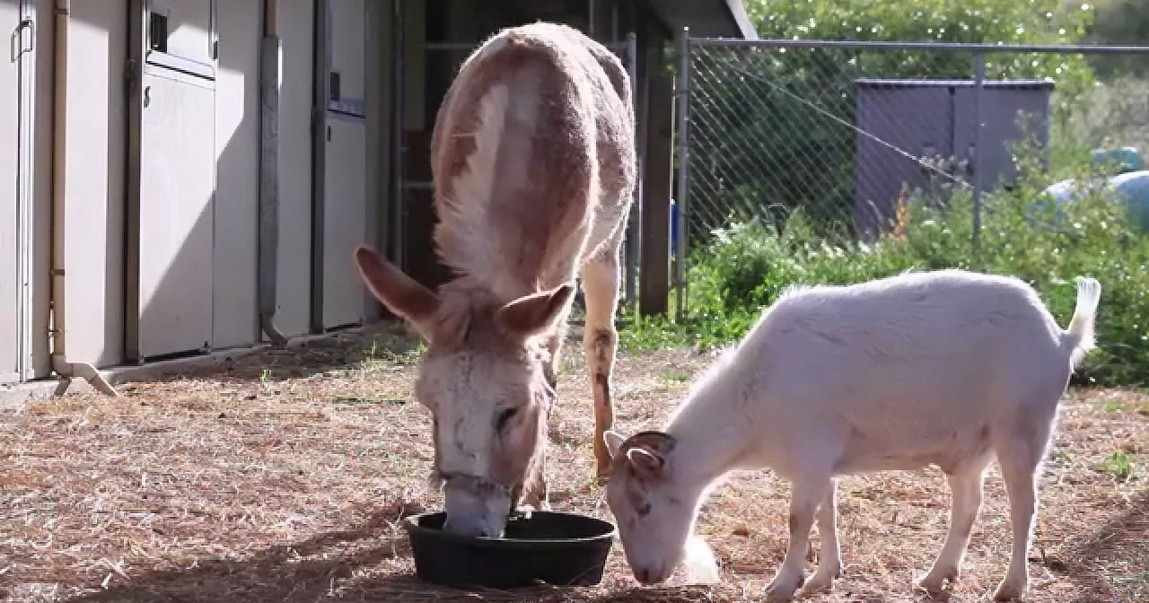 A donkey and a white goat are eating from a bowl on the ground in a fenced area.