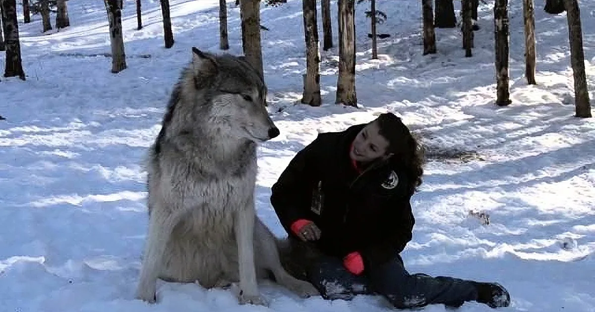 I Couldn''t Believe How This Woman Reacted When a Wolf Walks Right up to Her!