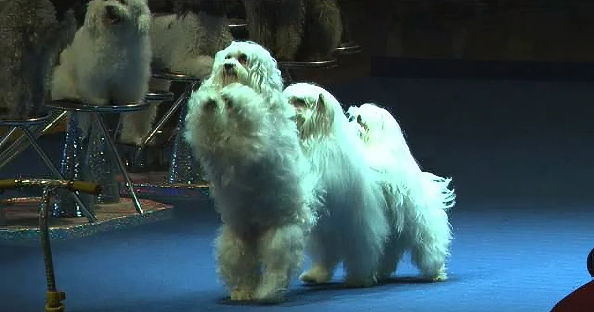 Doggy Dancing Group Puts out an Amazing Performance During the Halftime of an NBA Game!