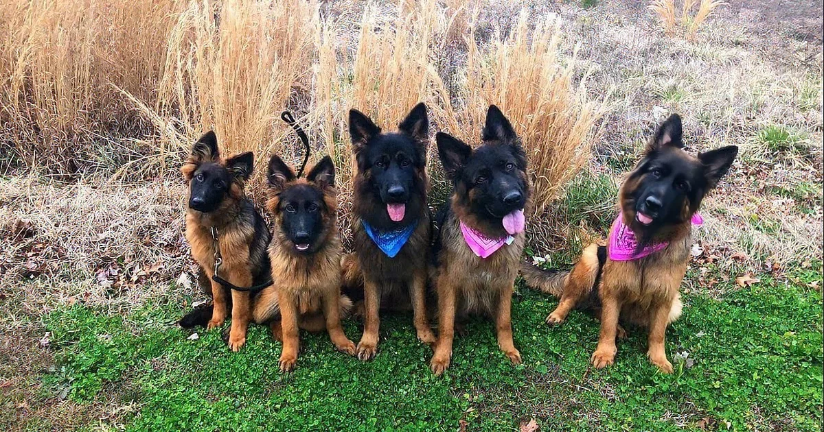 At First, It Looks Like Just a Man Walking Some Dogs. but Wait Until You Get a Closer Look! OMG