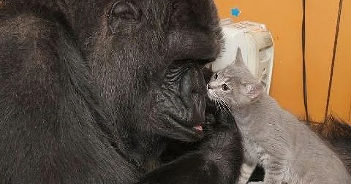 A gorilla and a cat are interacting closely, with the cat appearing curious and the gorilla seemingly calm.