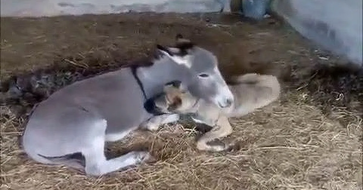This Dog and Donkey Are Best-Friends! You Won''t Believe How Adorable They Are!