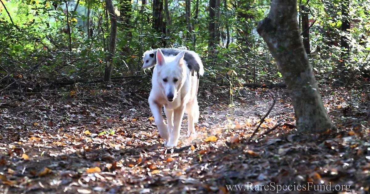 This Baby Opposum Lost His Mother in a Tragic Accident! Watch This Heartrending Video!