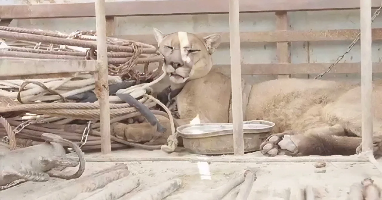 A puma lies in a cramped, dirty cage with tangled ropes and a bowl nearby.