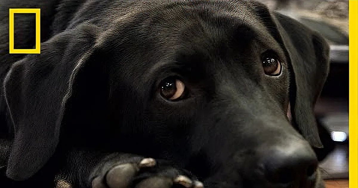 ''K9s for Warriors'' - a New Program for Veterans Who Suffer From Ptsd