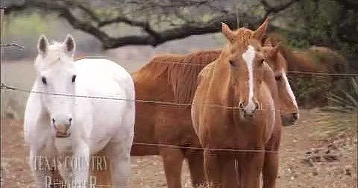 A white horse stands in front of a group of brown horses behind a wire fence.