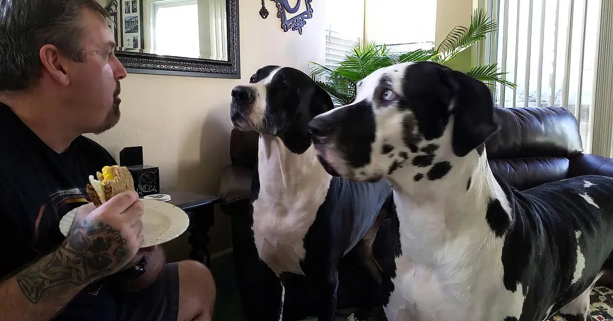 Huge Dog Asks for a Bite From His Sandwich, but He Makes the Most Adorable Face! Aww