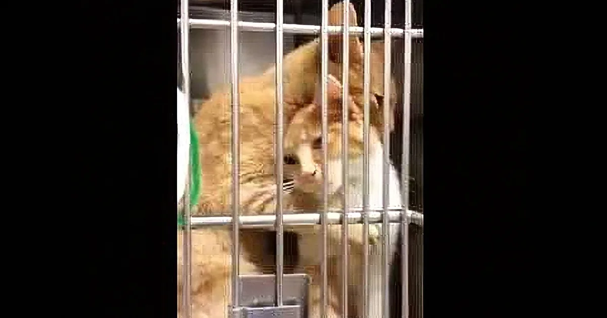 They Visited a Rescued Animal Shelter, but They Didn''t Expect the Kittens to Do This!