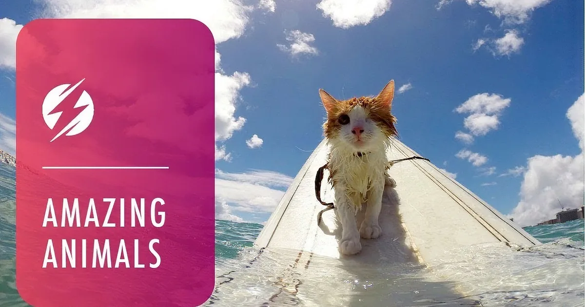 A wet cat sits on a surfboard in the ocean under a blue sky with clouds.