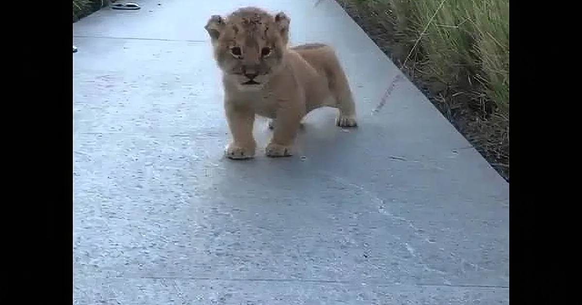 They Were Teaching a Lion Cub How to Roar, but He Did Something Adorable Instead!