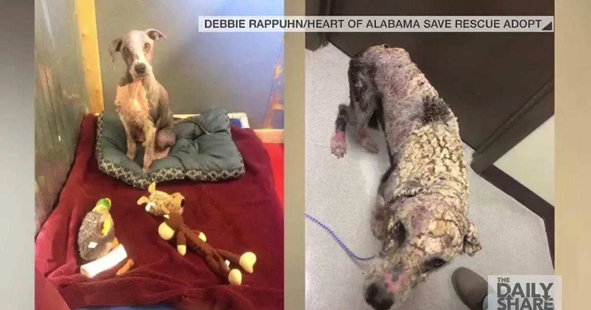 A dog with severe mange and skin issues is shown in various states of care, highlighting its struggle and recovery.