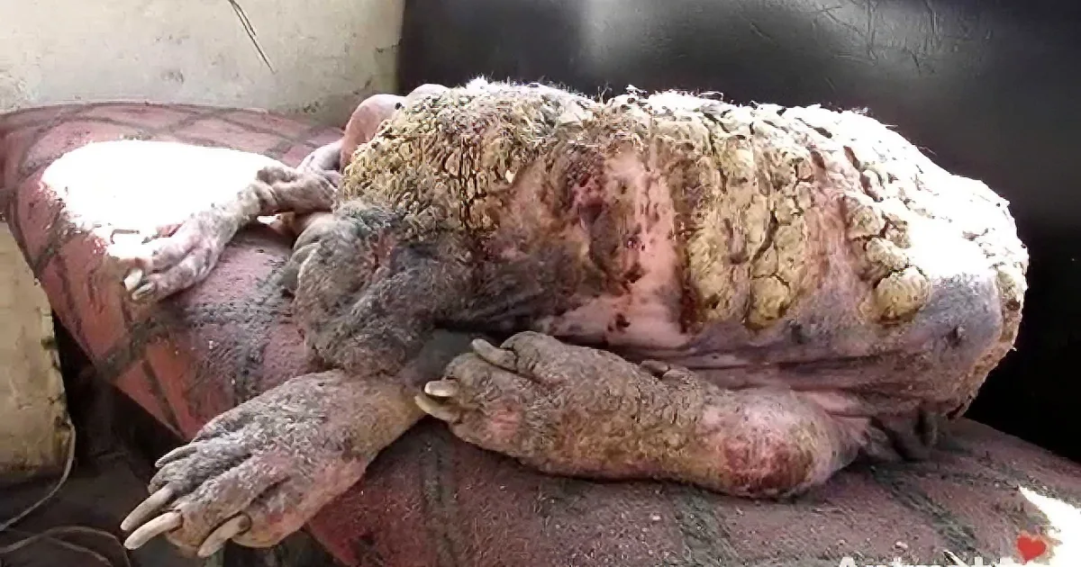 Rescued Dog Was Barely Alive When He Was Saved, but After They Treat Him? Wow!