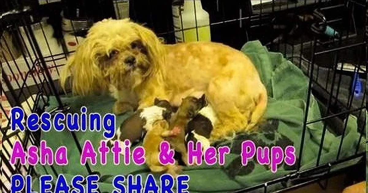 A fluffy dog, Asha Attie, is nursing her puppies in a green blanket, surrounded by a cage.
