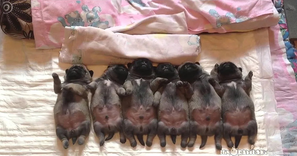 Eight sleeping puppies, mostly black and white, are arranged in two rows on a bed with a pink and white blanket.