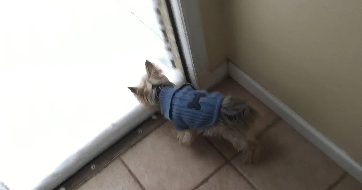 This Puppy Sees Snow for the First Time! You Won''t Believe Her Hilarious Reaction to the Cold!