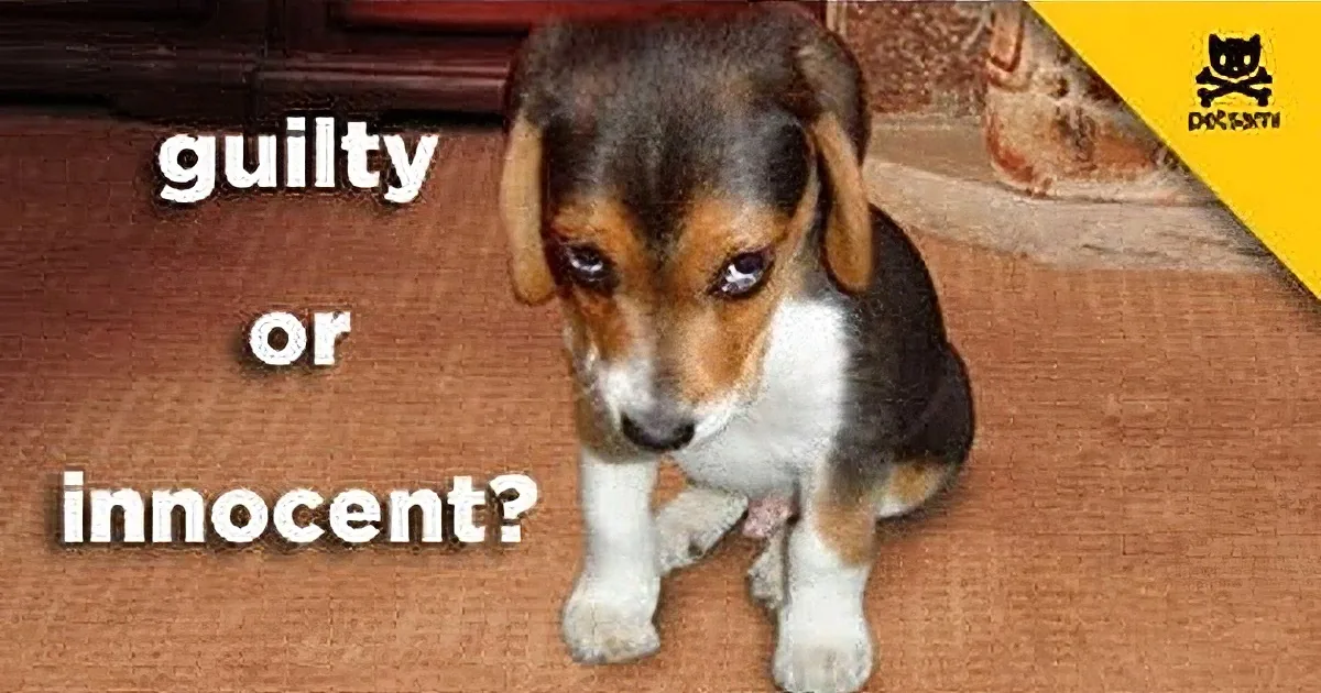 A beagle puppy stands on a carpet, looking guilty, with text asking "guilty or innocent?"