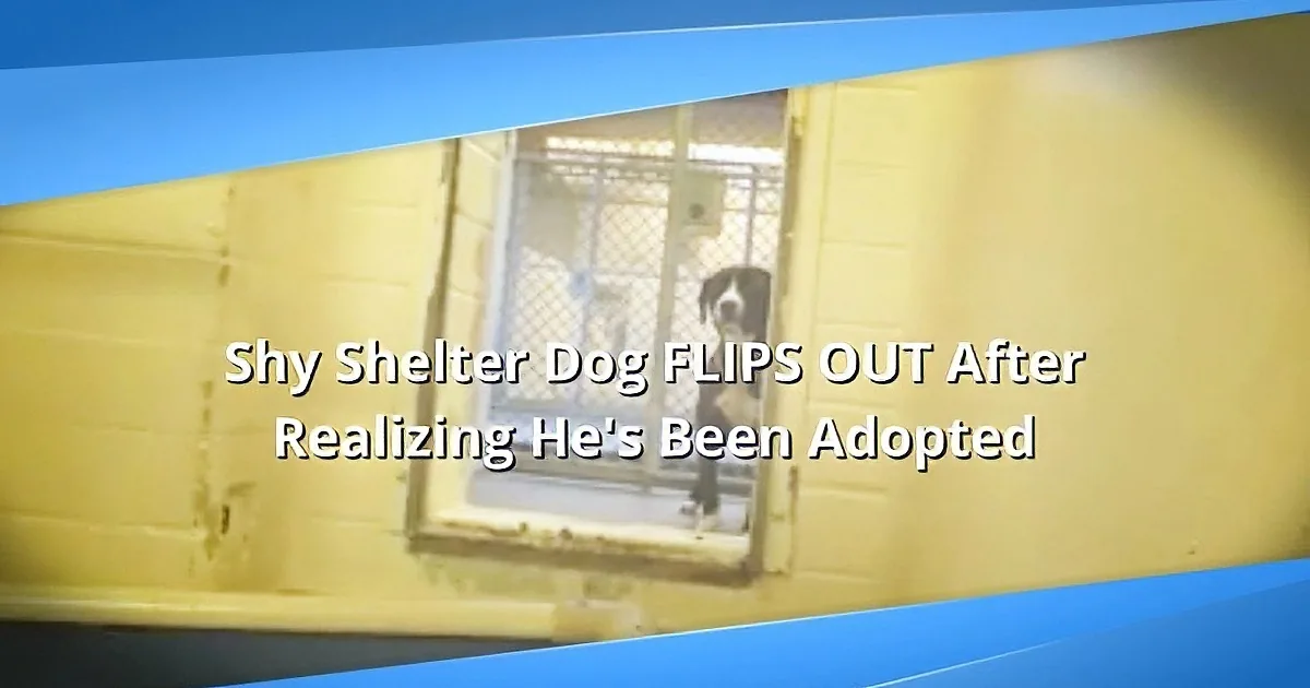 A shy shelter dog flips out after realizing he's been adopted.