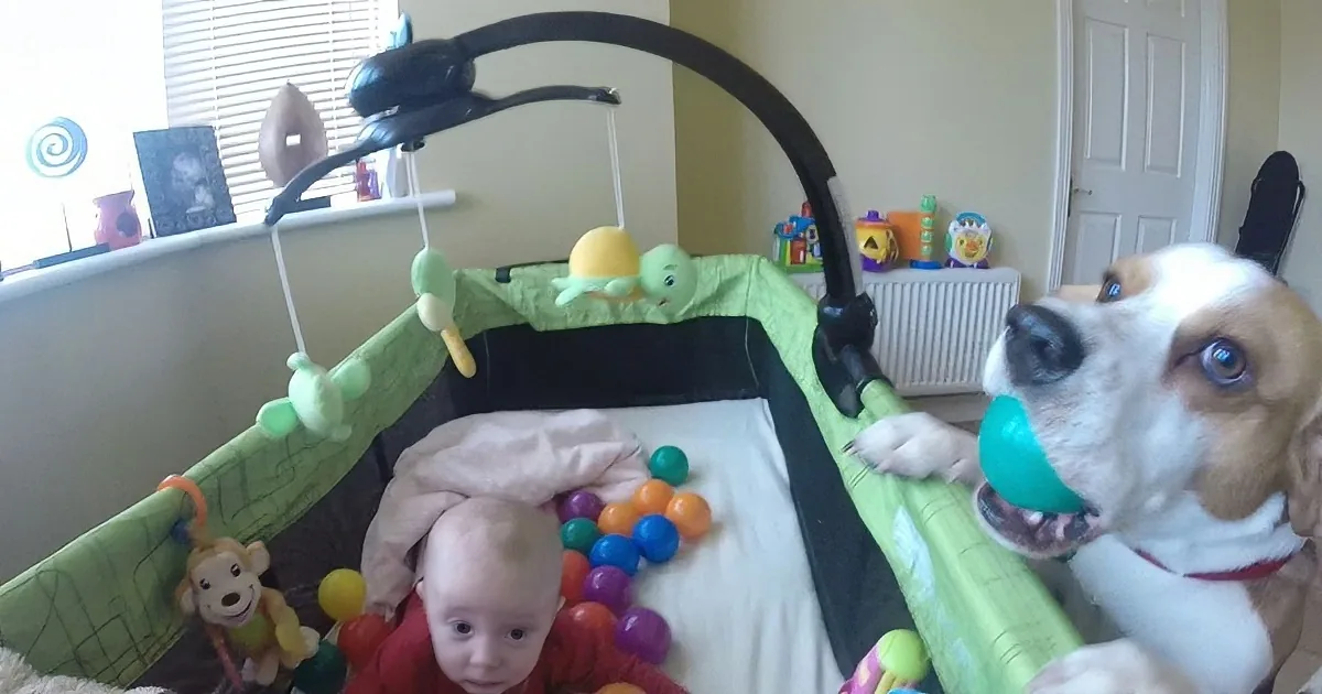 Charlie the Beagle Decides to Make Baby Laura''s Crib More Colorful! Their Interaction Is so Adorable!