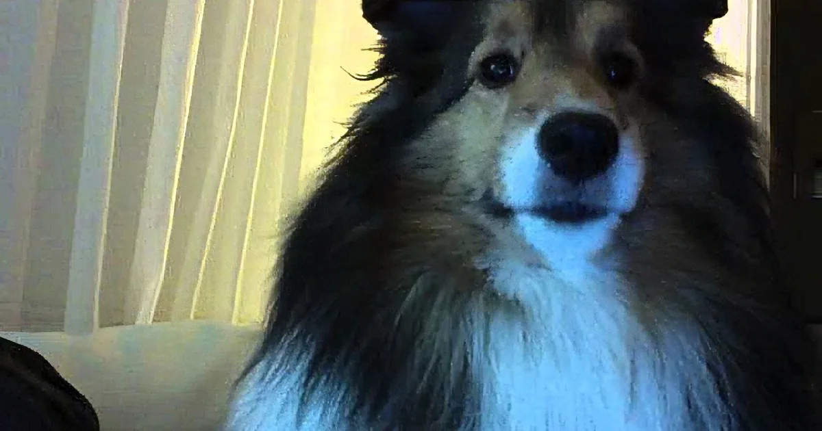 This Dog''s Reaction to the Computer Will Have You Rolling Around on the Floor Laughing!
