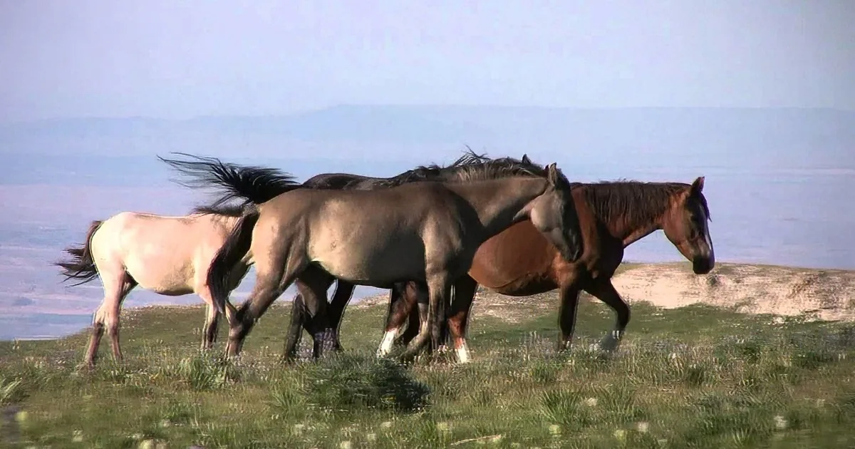 A herd of horses runs across a grassy field with mountains in the background.