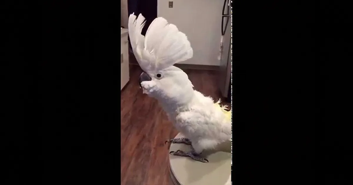 A white cockatoo with a large crest perches indoors, looking around.
