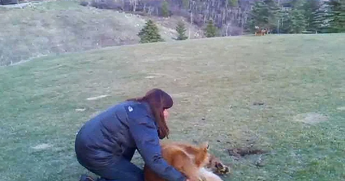 When This Golden Retriever Refuses to Leave the Dog Park, Watch Mom''s Technique for Convincing Him.