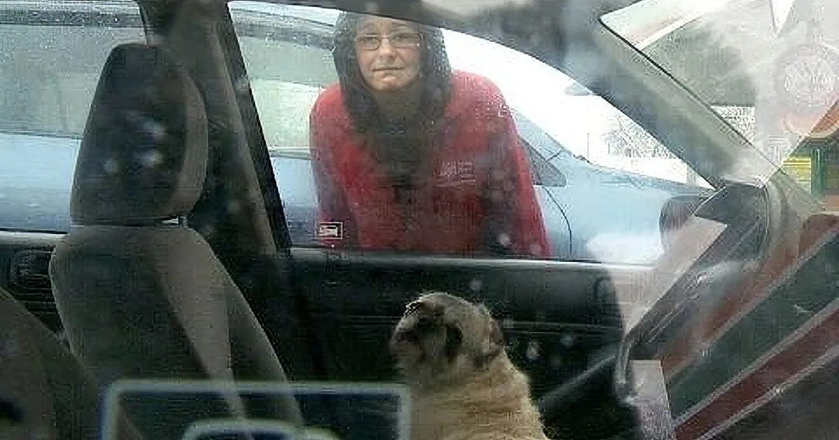A person in a red hoodie is reflected in a car window, with a dog visible inside the car.