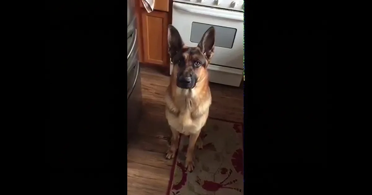 A German Shepherd dog sits attentively on a patterned rug in a kitchen.