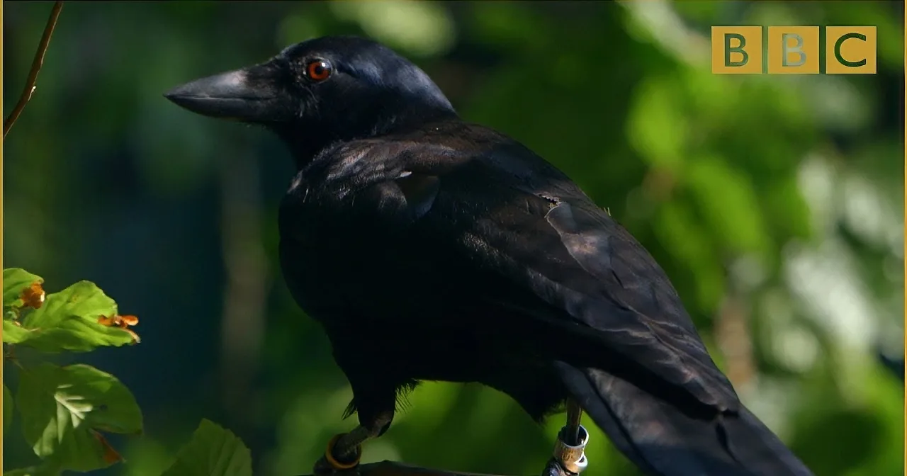 A black bird with red eyes perches on a branch, surrounded by green foliage.