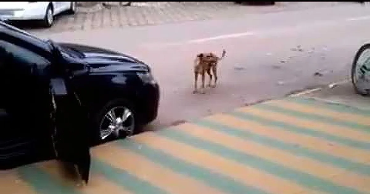 A small dog stands on a street near a black car, with a striped sidewalk and a parked bicycle in the background.
