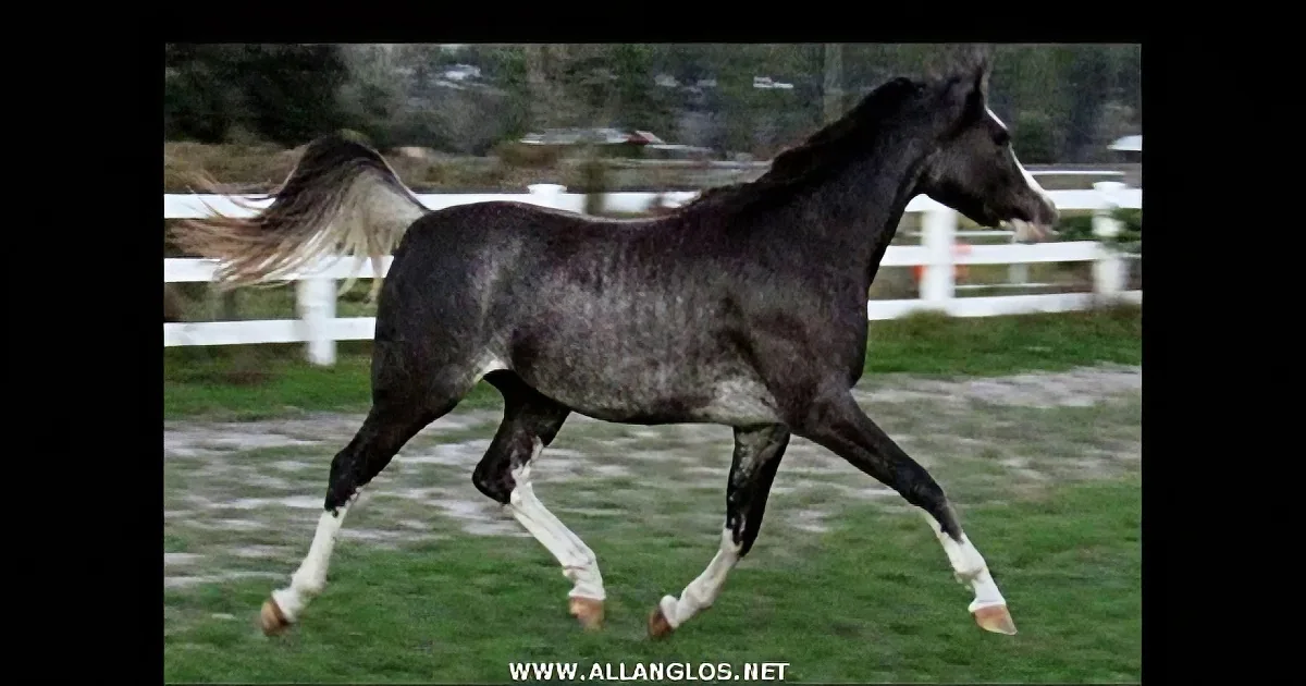 This Beautiful Horse Has a Mesmerizing Gallop! She Is as Elegant as a Dancer!