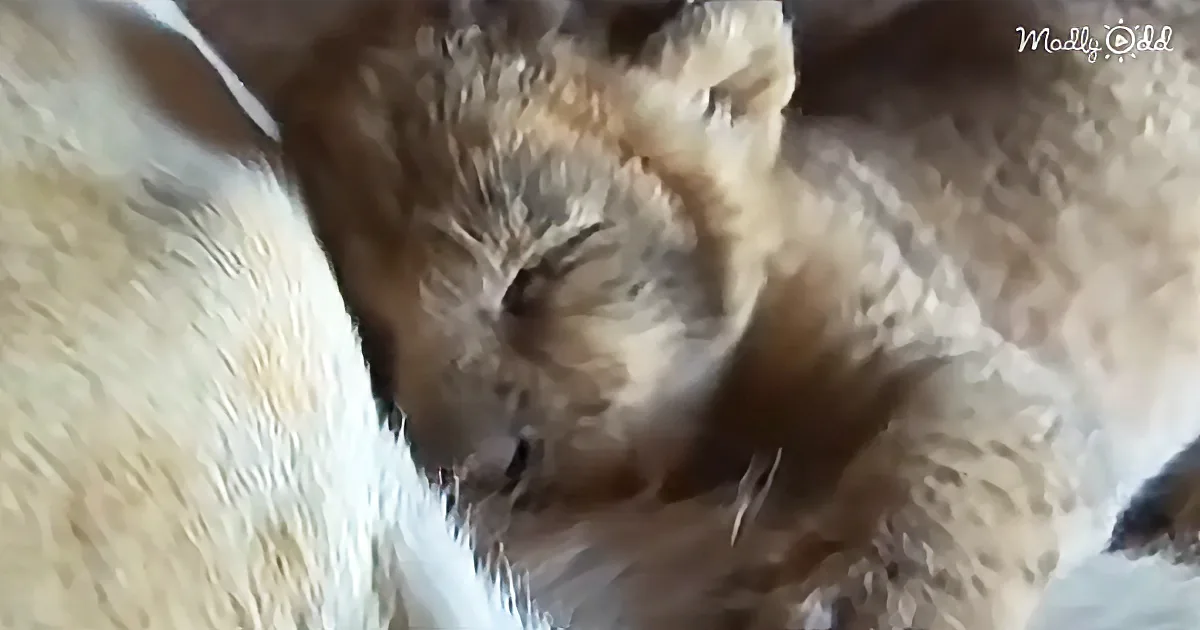 Lioness Astoundingly Trusts This Man With Her Cubs